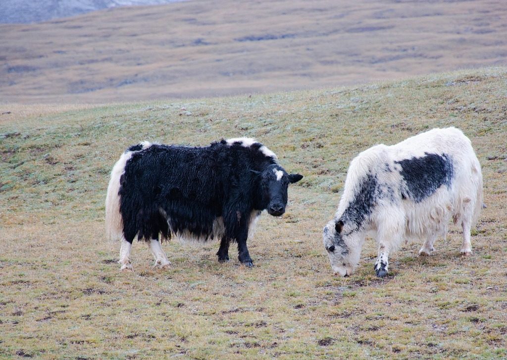 De invloed van desinvesteringsbijtelling op je belastingaangifte