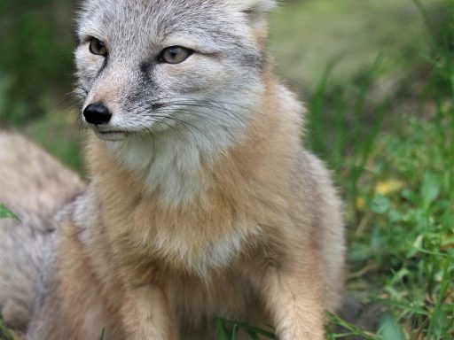 Nieuwe mogelijkheden voor ontwikkelaars met Tangled’s gedecentraliseerde code-hosting