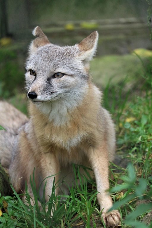 Nieuwe mogelijkheden voor ontwikkelaars met Tangled’s gedecentraliseerde code-hosting